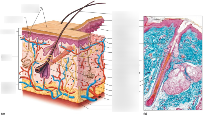 Chapter 7 3 integumentary system