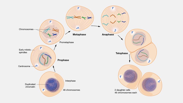 Mitosis meiosis stages mitotic sel duplication identical