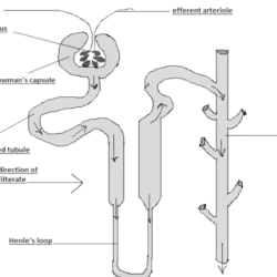 Figure 15 3 is a diagram of the nephron