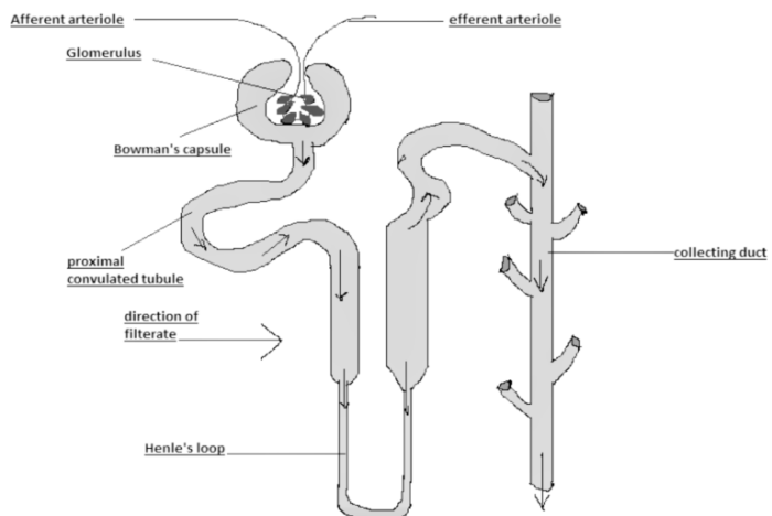 Figure 15 3 is a diagram of the nephron