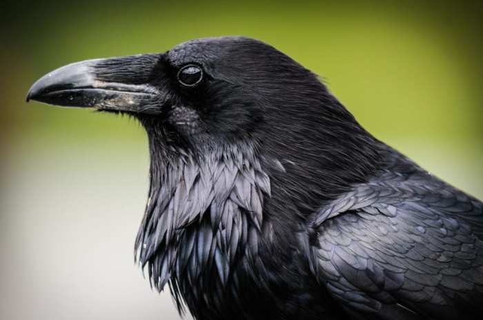 Allegorical meaning of a crow