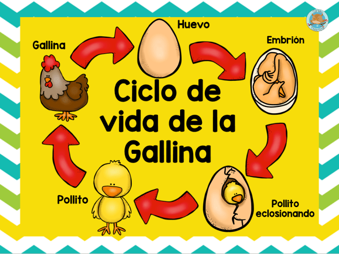 El ciclo de vida del pollo