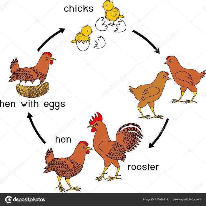 El ciclo de vida del pollo