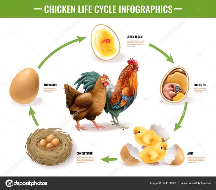 El ciclo de vida del pollo