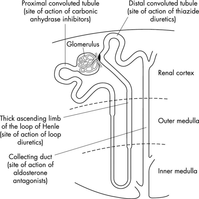 Figure 15 3 is a diagram of the nephron