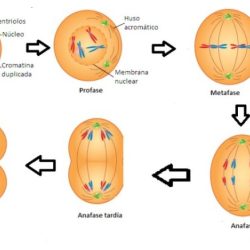 Mitosis cell division stages mitotic significance interphase cycle cytokinesis notes growth biology