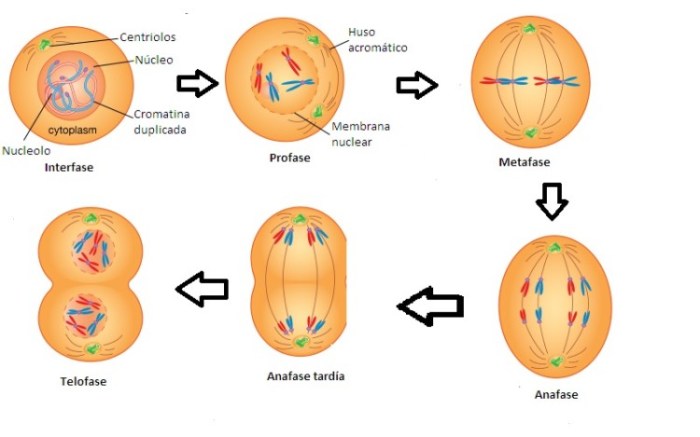 Mitosis cell division stages mitotic significance interphase cycle cytokinesis notes growth biology