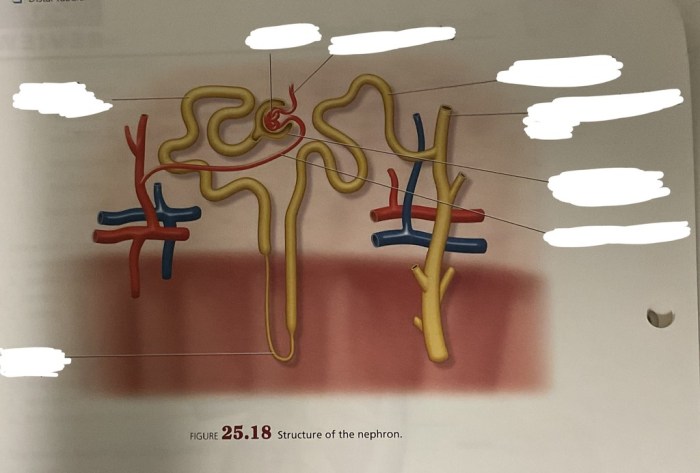 Figure 15 3 is a diagram of the nephron