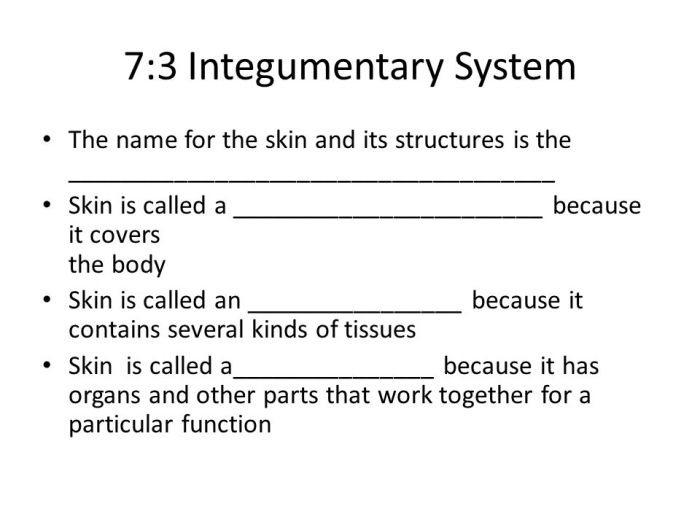 Chapter 7 3 integumentary system