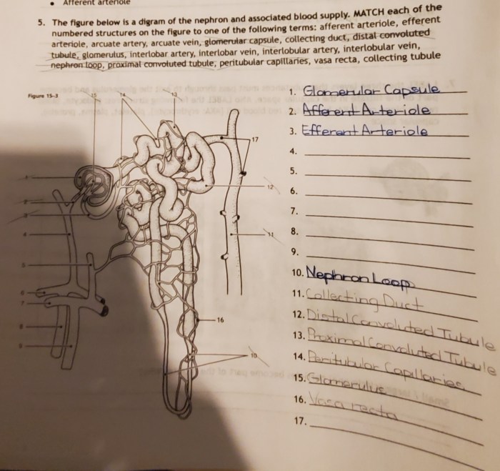 Figure 15 3 is a diagram of the nephron