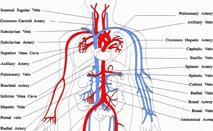 Correctly label the following major systemic arteries.