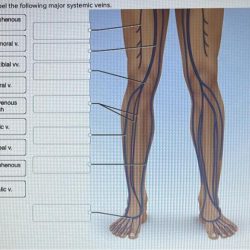 Veins label following major systemic solved chegg transcribed problem text been show has