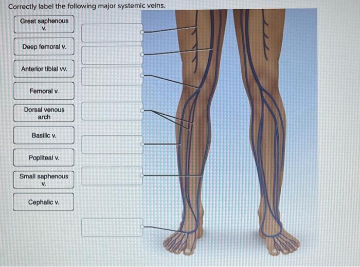 Veins label following major systemic solved chegg transcribed problem text been show has