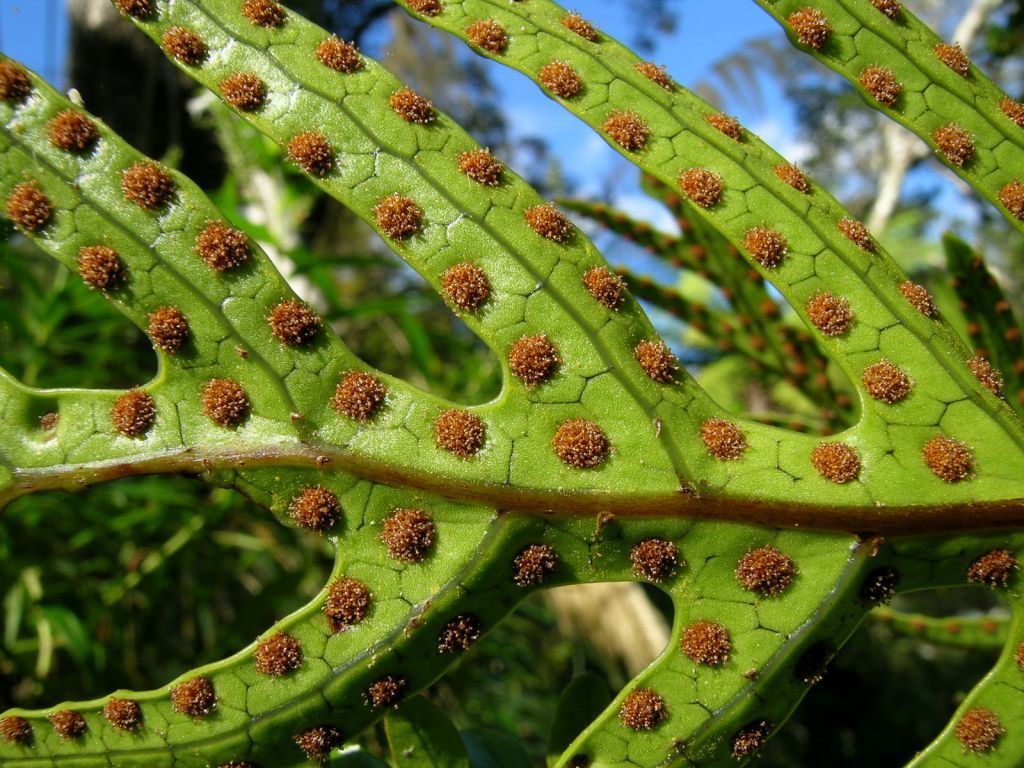 Spores fern seeds gleanings october northstarnature tree instead underside leaf seen