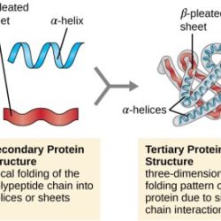 Locate the primary structure of the polypeptide in model 2